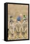 Meerkat Wearing Woolly Hats-null-Framed Stretched Canvas