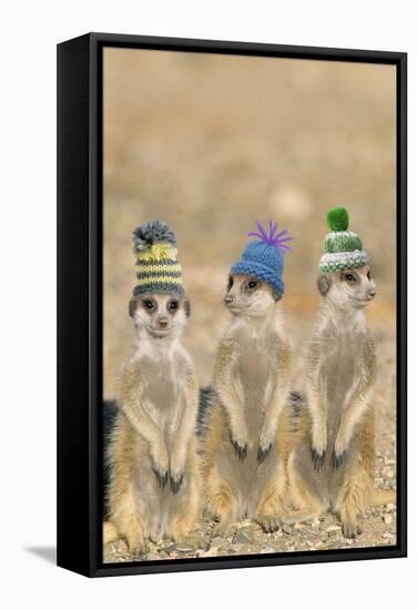 Meerkat Wearing Woolly Hats-null-Framed Stretched Canvas