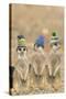 Meerkat Wearing Woolly Hats-null-Stretched Canvas