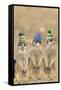 Meerkat Wearing Woolly Hats-null-Framed Stretched Canvas