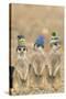 Meerkat Wearing Woolly Hats-null-Stretched Canvas