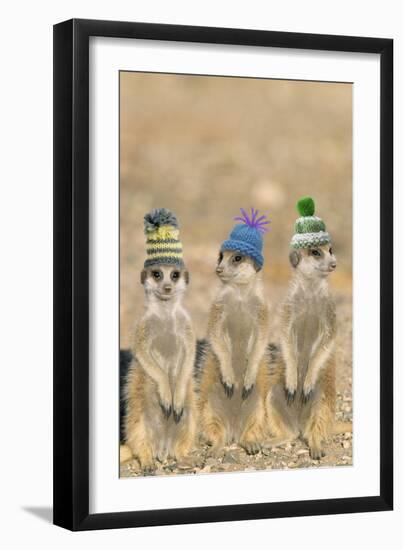 Meerkat Wearing Woolly Hats-null-Framed Photographic Print