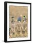 Meerkat Wearing Woolly Hats-null-Framed Photographic Print
