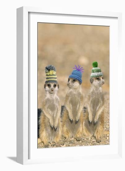 Meerkat Wearing Woolly Hats-null-Framed Photographic Print