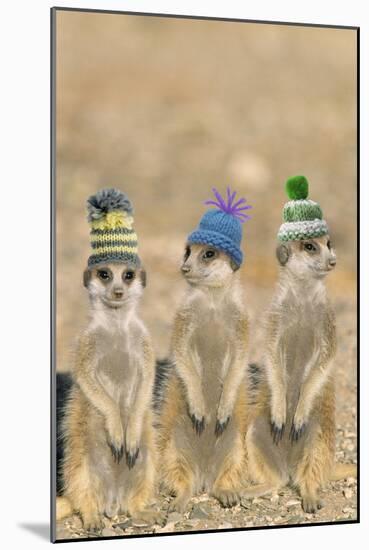 Meerkat Wearing Woolly Hats-null-Mounted Photographic Print