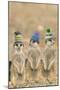 Meerkat Wearing Woolly Hats-null-Mounted Photographic Print