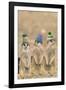 Meerkat Wearing Woolly Hats-null-Framed Photographic Print