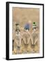 Meerkat Wearing Woolly Hats-null-Framed Photographic Print