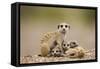 Meerkat with Pups-Paul Souders-Framed Stretched Canvas