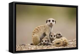 Meerkat with Pups-Paul Souders-Framed Stretched Canvas