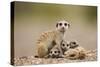 Meerkat with Pups-Paul Souders-Stretched Canvas