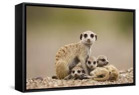 Meerkat with Pups-Paul Souders-Framed Stretched Canvas