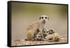 Meerkat with Pups-Paul Souders-Framed Stretched Canvas