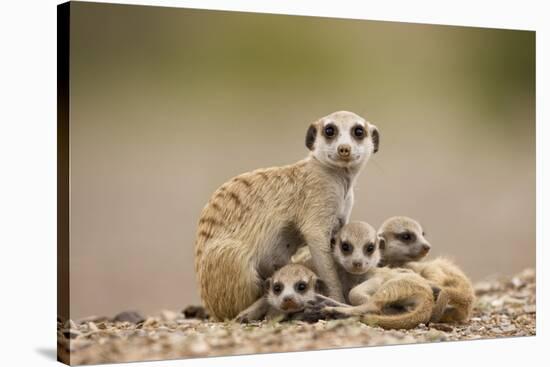 Meerkat with Pups-Paul Souders-Stretched Canvas