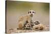 Meerkat with Pups-Paul Souders-Stretched Canvas