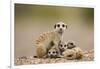 Meerkat with Pups-Paul Souders-Framed Premium Photographic Print