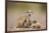 Meerkat with Pups-Paul Souders-Framed Premium Photographic Print