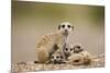 Meerkat with Pups-Paul Souders-Mounted Premium Photographic Print