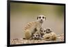 Meerkat with Pups-Paul Souders-Framed Premium Photographic Print