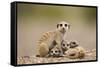 Meerkat with Pups-Paul Souders-Framed Stretched Canvas