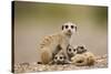 Meerkat with Pups-Paul Souders-Stretched Canvas