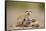 Meerkat with Pups-Paul Souders-Framed Stretched Canvas