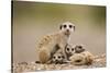 Meerkat with Pups-Paul Souders-Stretched Canvas