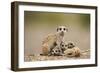 Meerkat with Pups-Paul Souders-Framed Photographic Print