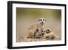 Meerkat with Pups-Paul Souders-Framed Photographic Print