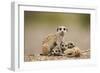 Meerkat with Pups-Paul Souders-Framed Photographic Print