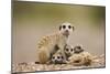 Meerkat with Pups-Paul Souders-Mounted Photographic Print