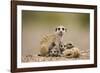 Meerkat with Pups-Paul Souders-Framed Photographic Print