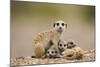 Meerkat with Pups-Paul Souders-Mounted Photographic Print