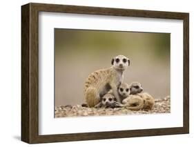 Meerkat with Pups-Paul Souders-Framed Photographic Print