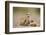 Meerkat with Pups-Paul Souders-Framed Photographic Print