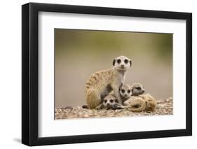 Meerkat with Pups-Paul Souders-Framed Photographic Print