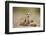 Meerkat with Pups-Paul Souders-Framed Photographic Print