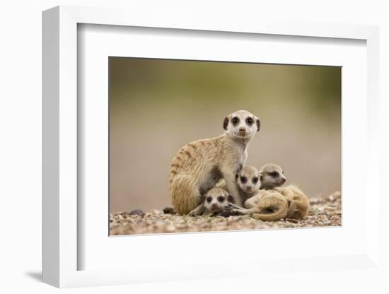 Meerkat with Pups-Paul Souders-Framed Photographic Print