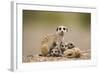 Meerkat with Pups-Paul Souders-Framed Photographic Print