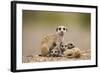 Meerkat with Pups-Paul Souders-Framed Photographic Print