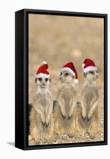 Meerkat X3 Young on Lookout-null-Framed Stretched Canvas