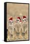 Meerkat X3 Young on Lookout-null-Framed Stretched Canvas
