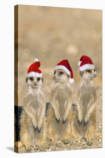 Meerkat X3 Young on Lookout-null-Stretched Canvas