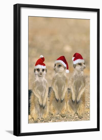 Meerkat X3 Young on Lookout-null-Framed Photographic Print