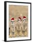 Meerkat X3 Young on Lookout-null-Framed Photographic Print