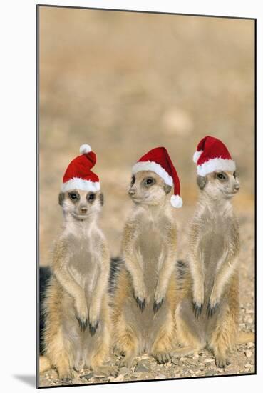 Meerkat X3 Young on Lookout-null-Mounted Photographic Print