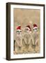 Meerkat X3 Young on Lookout-null-Framed Photographic Print
