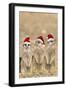 Meerkat X3 Young on Lookout-null-Framed Photographic Print