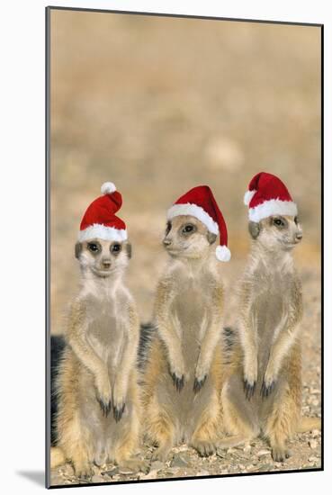 Meerkat X3 Young on Lookout-null-Mounted Photographic Print