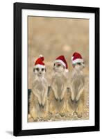 Meerkat X3 Young on Lookout-null-Framed Photographic Print